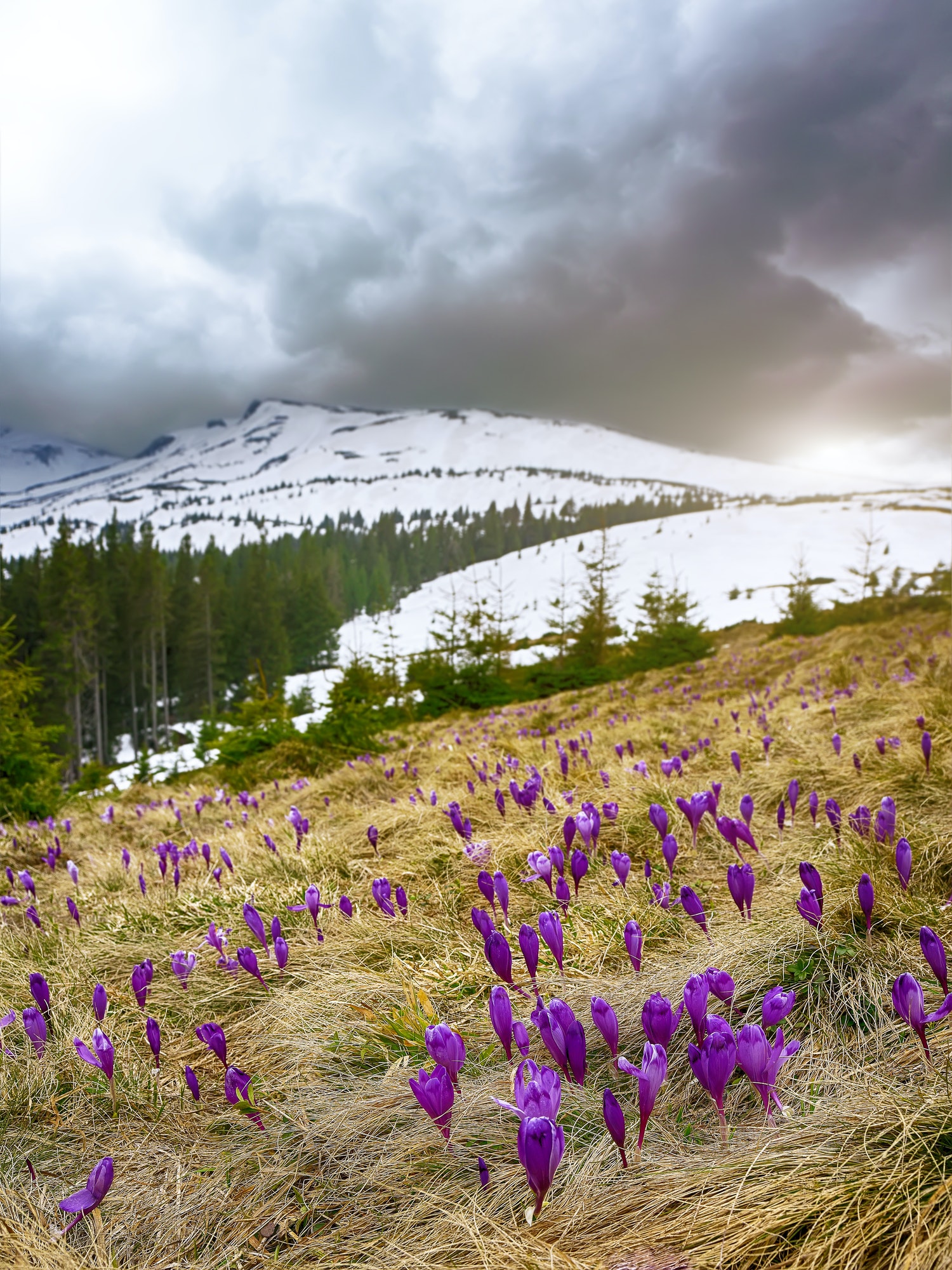 Blossom of crocuses at spring in the mountains