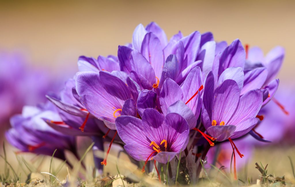 Close up of saffron flowers in a field at autumn