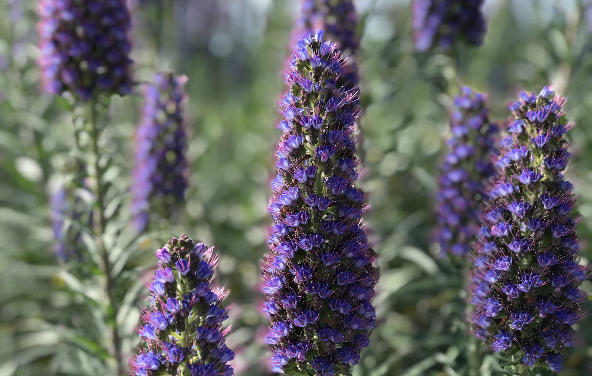 The purple spires of a biennial purple echium plant in the garden